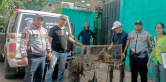 monos capuchinos rescatados Lara