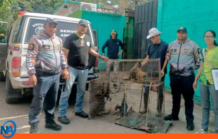 monos capuchinos rescatados Lara monos capuchinos rescatados Lara