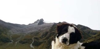 Perros Mucuchíes