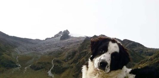 Perros Mucuchíes