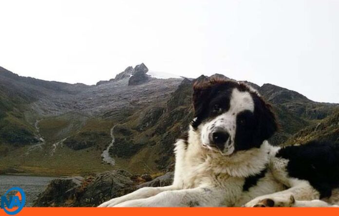 Perros Mucuchíes Perros Mucuchíes