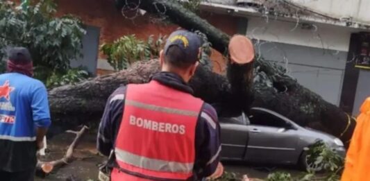 caída árbol Caracas