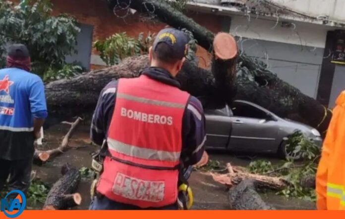 caída árbol Caracas caída árbol Caracas