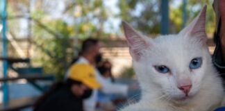 Castración animal masiva en Cojedes