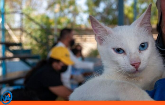 Castración animal masiva en Cojedes