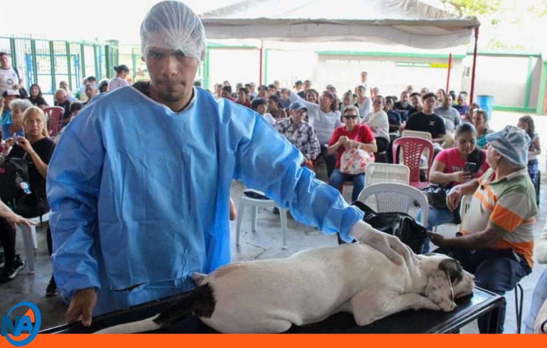 Castración animal masiva en Cojedes.0