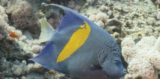 Venezuela nueva especie de pez