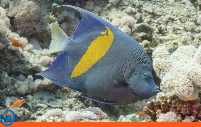 Venezuela nueva especie de pez