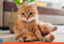 Secreto del Maullido de los gatos