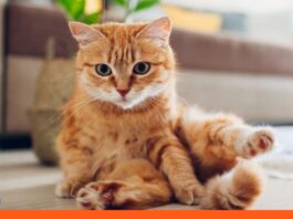 Secreto del Maullido de los gatos