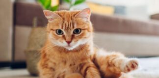 Secreto del Maullido de los gatos
