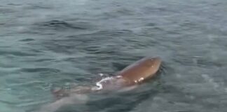 Tiburón gato bebé visita Los Juanes