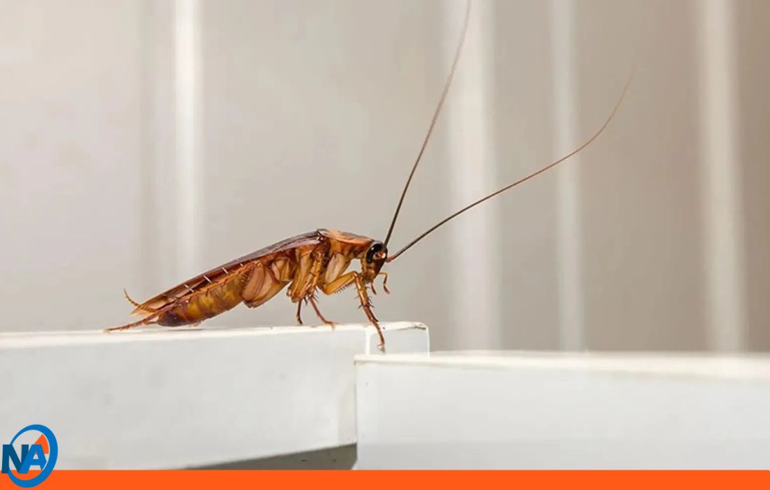 Mujer quiso matar cucaracha y asesinando a vecina.0