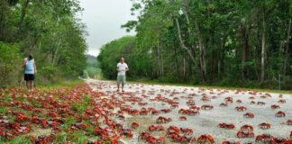 cangrejos rojos inician su migración en Australia
