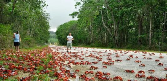 cangrejos rojos inician su migración en Australia