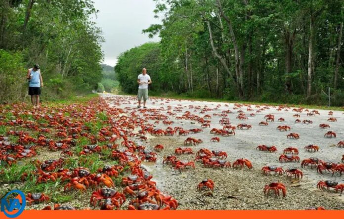 cangrejos rojos inician su migración en Australia cangrejos rojos inician su migración en Australia