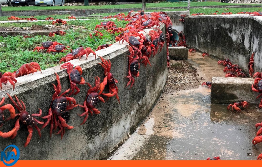 cangrejos rojos inician su migración en Australia