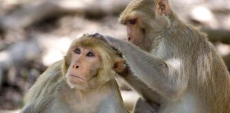 Buscan a tres monos de laboratorio Misisipi