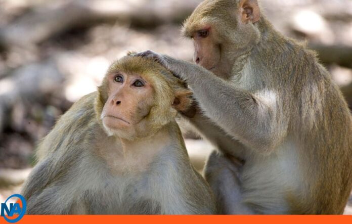 Buscan a tres monos de laboratorio Misisipi Buscan a tres monos de laboratorio Misisipi