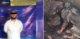 detenido agresión perro Aragua