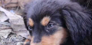 envenenamiento mascotas Lara