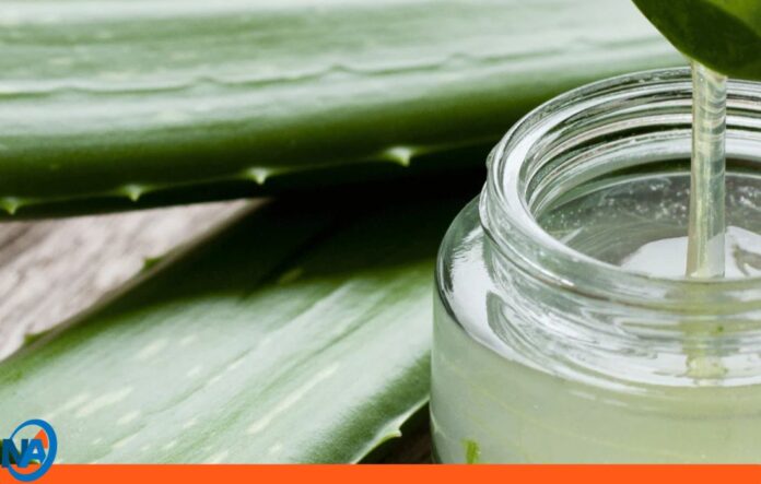 piel aloe vera piel aloe vera