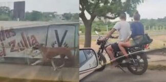 Crueldad animal Zulia