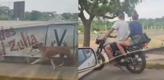 Crueldad animal Zulia