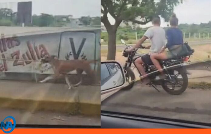 Crueldad animal Zulia Crueldad animal Zulia