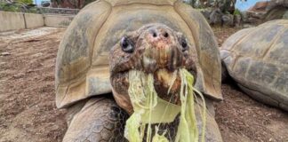 Gramma tortuga