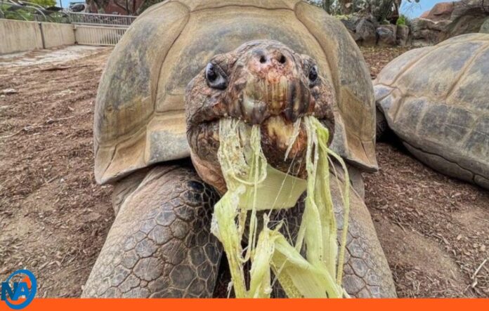 Gramma tortuga