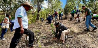 árboles palntados Venezuela