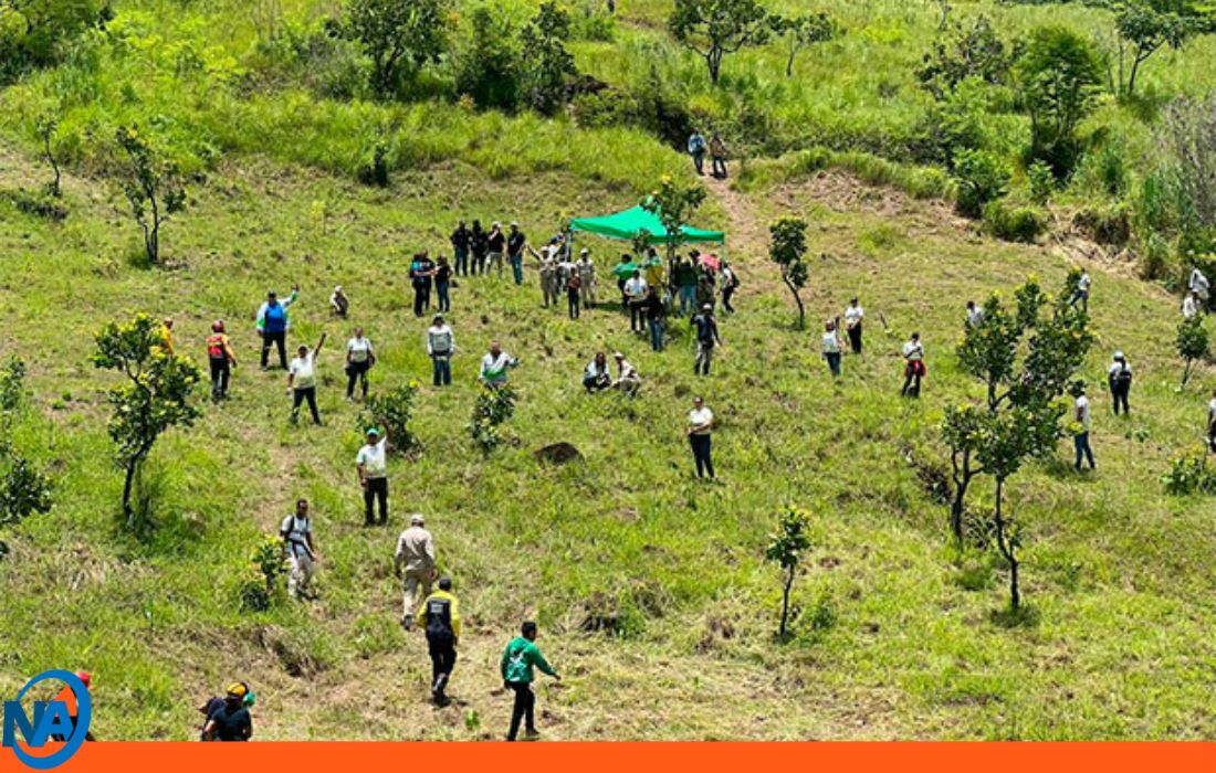 Venezuela reforesta 32 mil especies forestales y frutales1