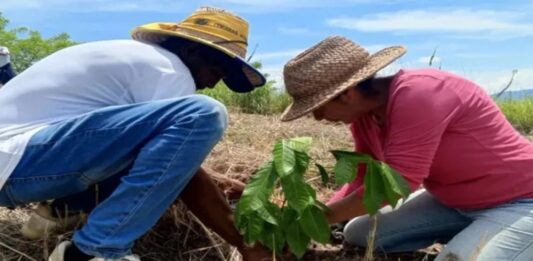 Venezuela reforesta 32 mil especies forestales y frutales