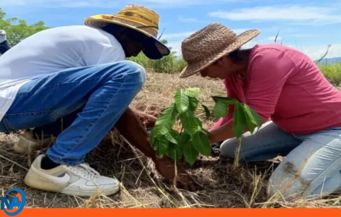 Venezuela reforesta 32 mil especies forestales y frutales