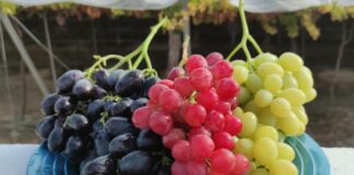 Uvas aliadas de tu corazón y memoria