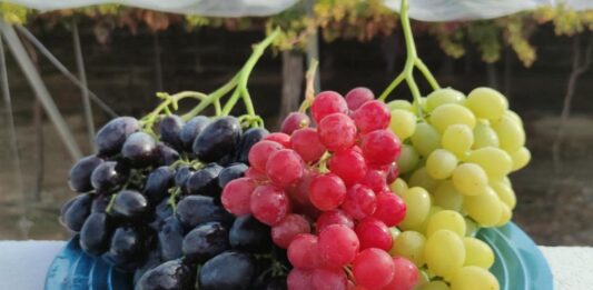 Uvas aliadas de tu corazón y memoria