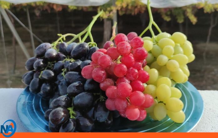 Uvas aliadas de tu corazón y memoria