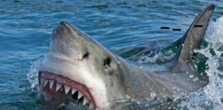 Australia mujer muere tras ataque de tiburón