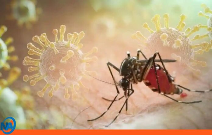 Dengue y Chikunguña se disparan en Cuba Dengue y Chikunguña se disparan en Cuba