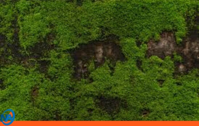 Mérida impondrán multas por extracción ilegal de musgo Mérida impondrán multas por extracción ilegal de musgo