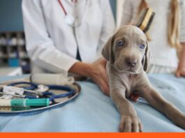 Moquillo canino