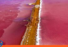 Espejo rosado de Venezuela-en falcón