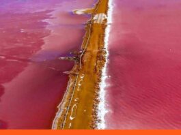 Espejo rosado de Venezuela-en falcón