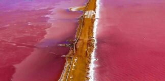 Espejo rosado de Venezuela-en falcón