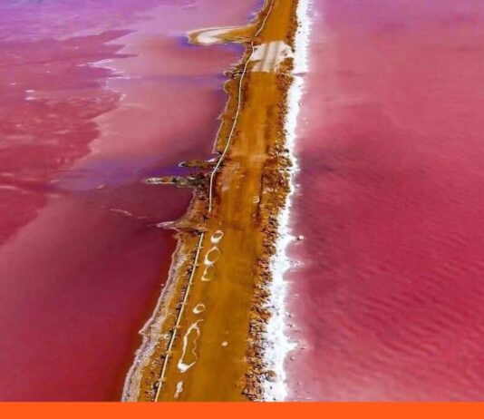 Espejo rosado de Venezuela-en falcón