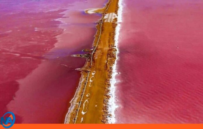 Espejo rosado de Venezuela-en falcón Espejo rosado de Venezuela-en falcón
