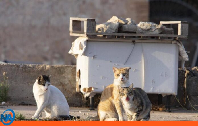 envenenamiento gatos Aragua envenenamiento gatos Aragua