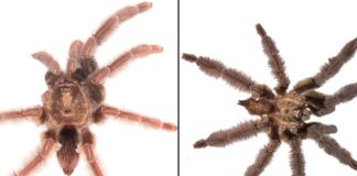 nuevas especies tarántulas Ecuador