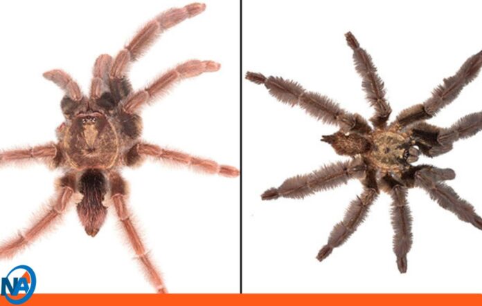 nuevas especies tarántulas Ecuador